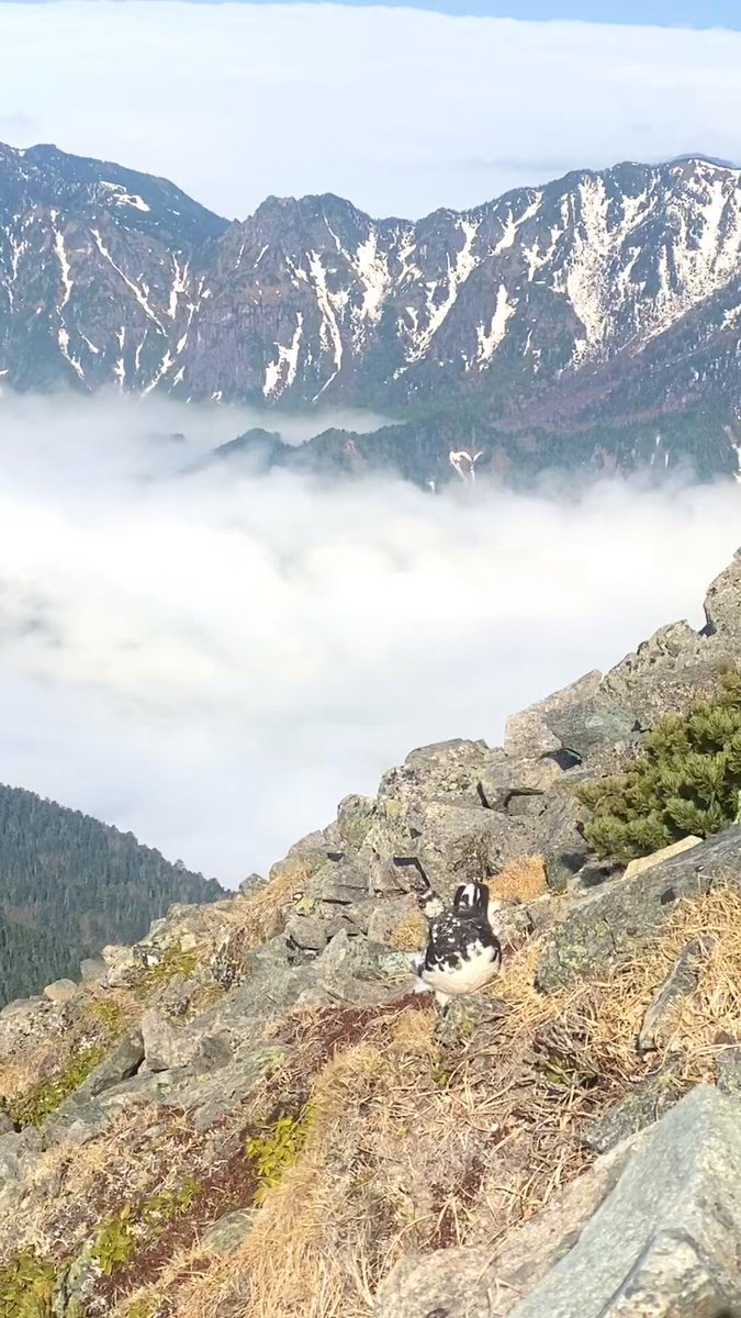 レア☘️ 穂高岳山荘 中部山岳国立公園 奥穂高岳3190m 大判