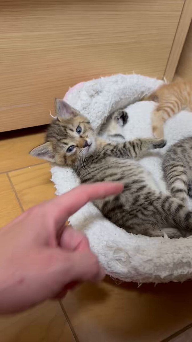 猫太ねこ (@suzuneko22) / X