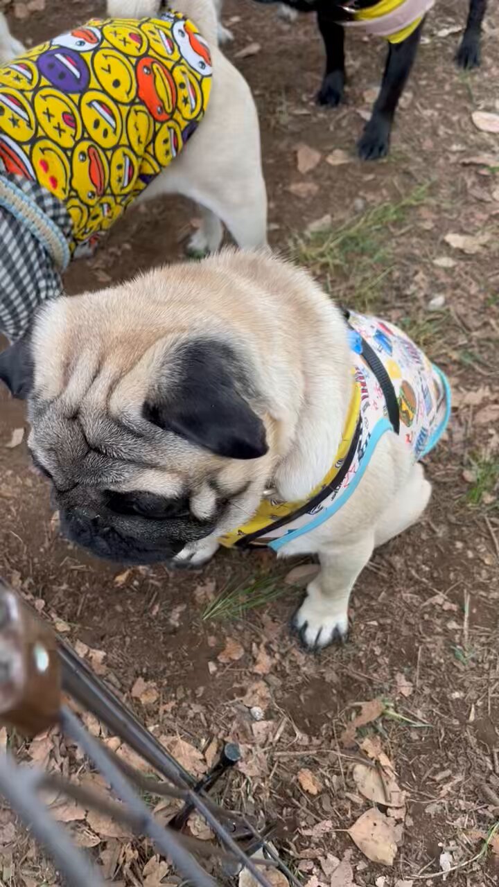パグ犬 いのとつぶ吉の日常 (@pugpug_inosan) / X