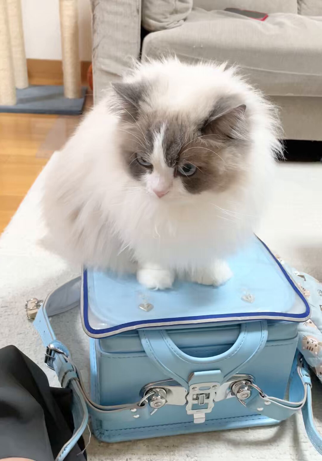ちゃちゃ☘️可愛い猫ちゃんいます❤︎໒꒱様 猫ちゃん🥰」のアイデア 57 件 | かわいい子猫, 子猫, キュートな猫