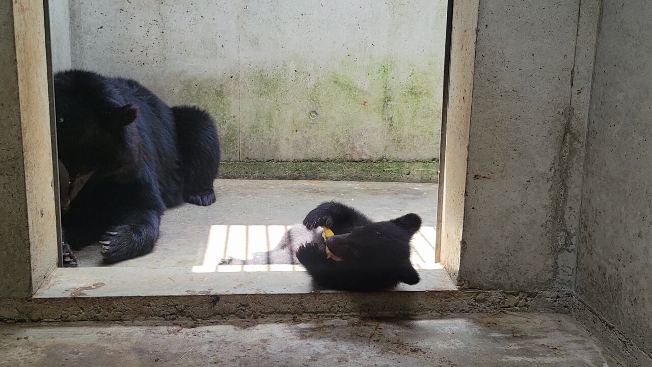 あ*様 Melloloy ふとん くま あ*様 Melloloy ふとん くま Nagano