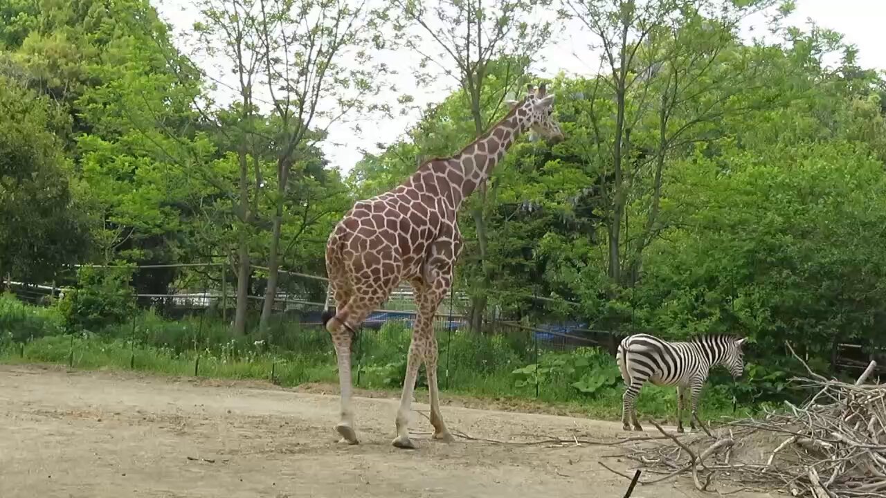 八木山動物公園フジサキの杜【公式】 on X: 