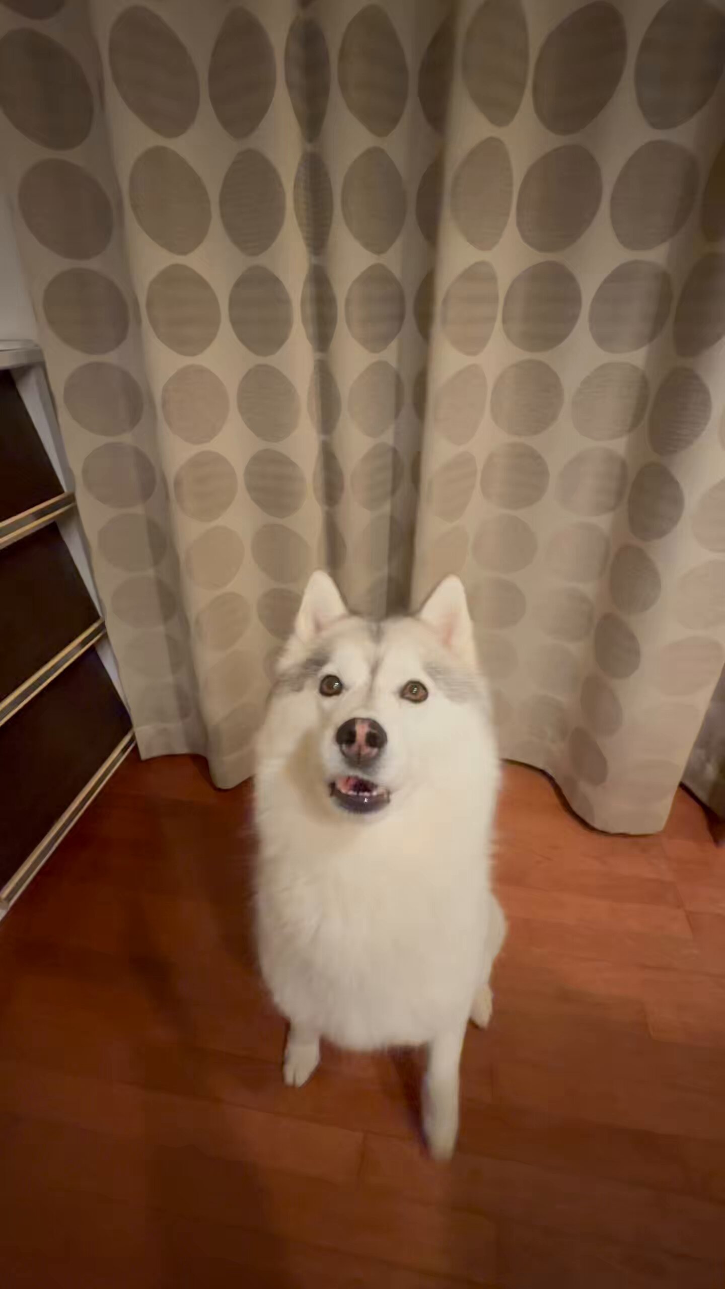 Live with husky (@Livewithhusky) / X