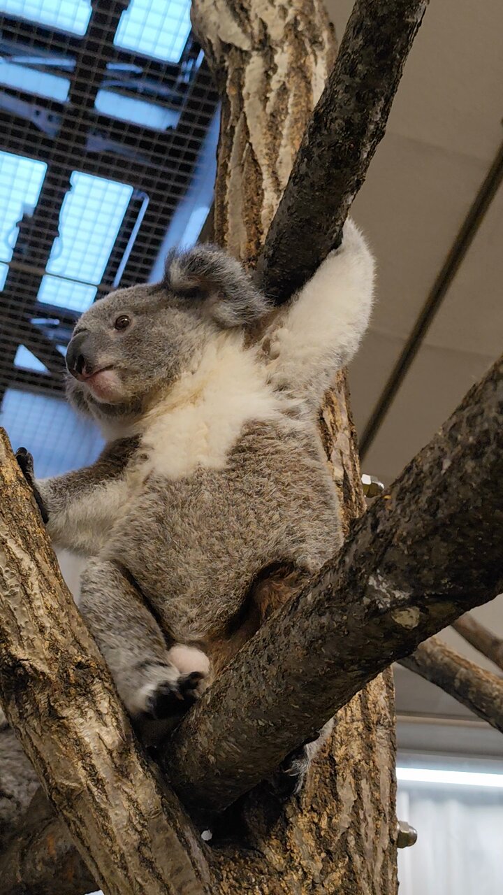 横浜市立金沢動物園【公式】 on X: 