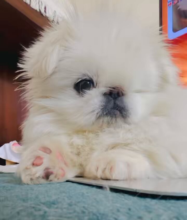 はるぴこ (@harupiko__) / Posts / X