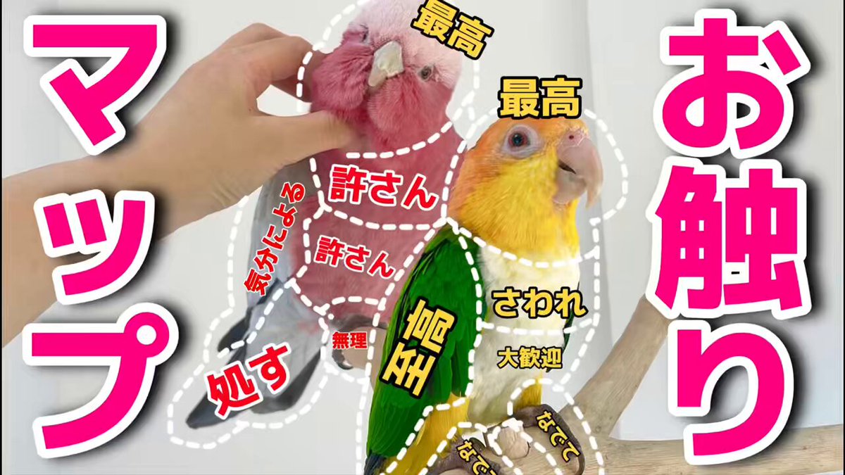 あんずページ♡ （4月17日まで） 𓅫インコと暮らすあんず 𓅫𓅫 ⁎⁎ on X