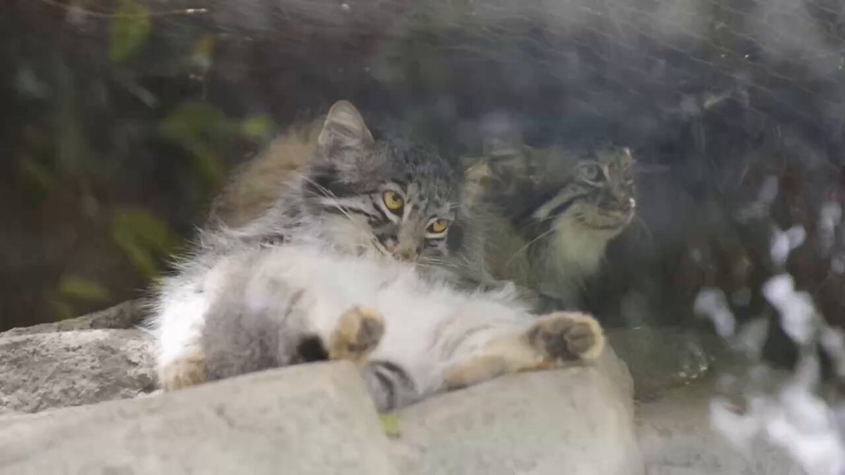 つやつや淡水パールのネコナデの八美神（猫神様）のブローチ CAT】妖精猫のバッグチャーム（BLUE） - MATATABICHITO'S