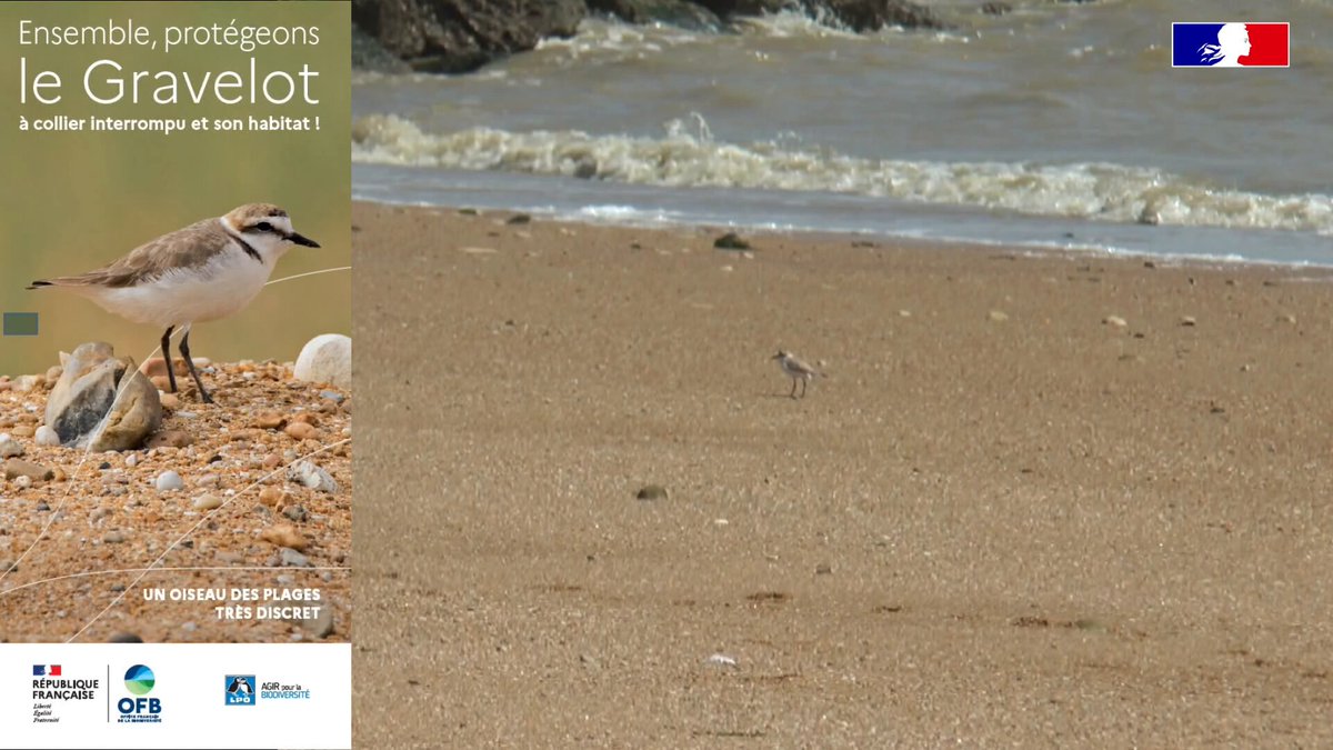 Image de Préfet de la Vendée - #Biodiversité Aujourd'hui, nous allons à la découverte du Gravelot à collier interrompu avec l'Offic