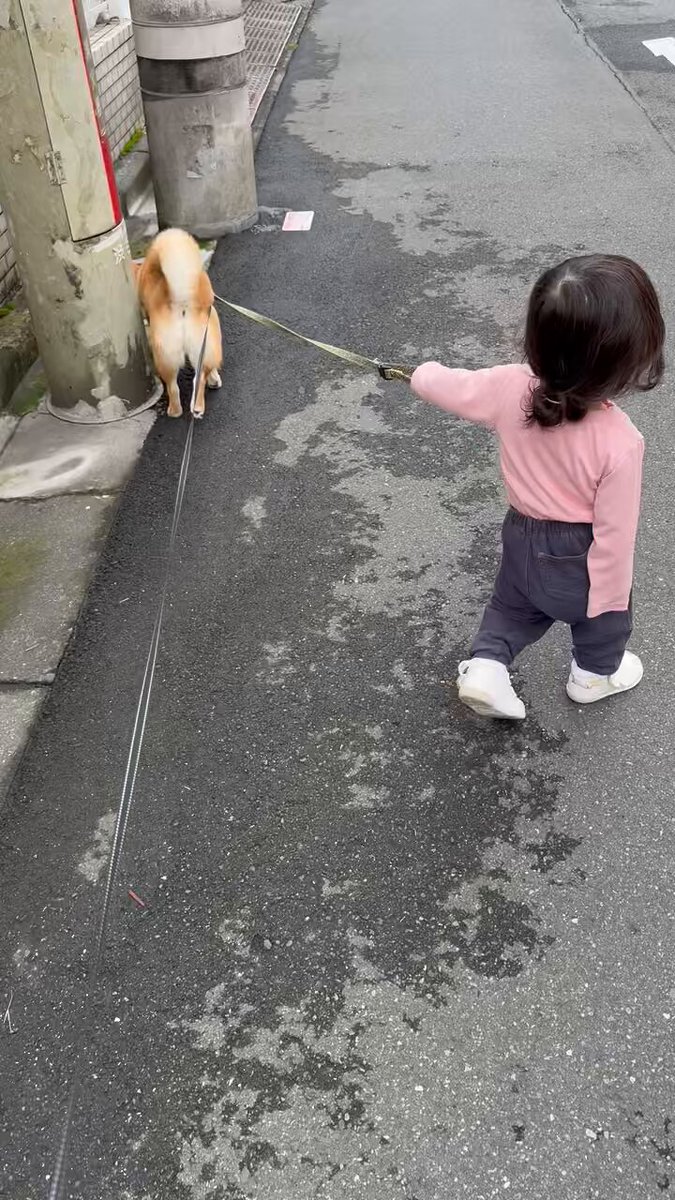 豆柴えだまめくん on X