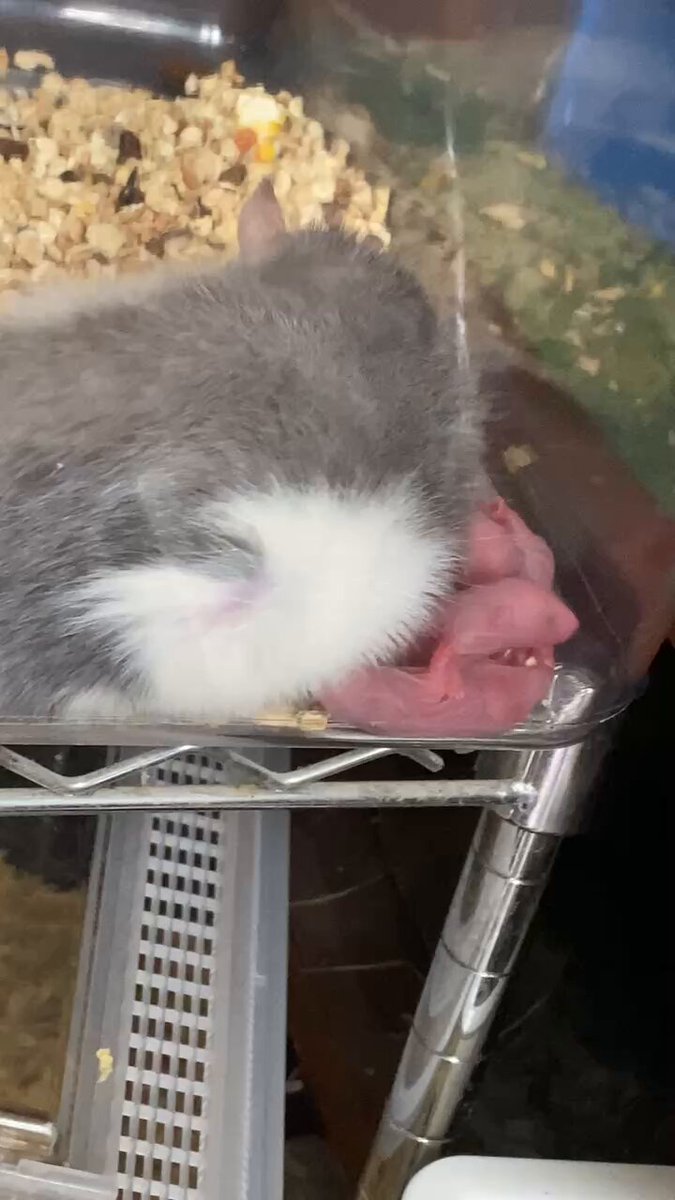 ネズミちゃん様 10キロ 最近アップしていなかった 小さき者たち🐭♡ スクスク成長中です