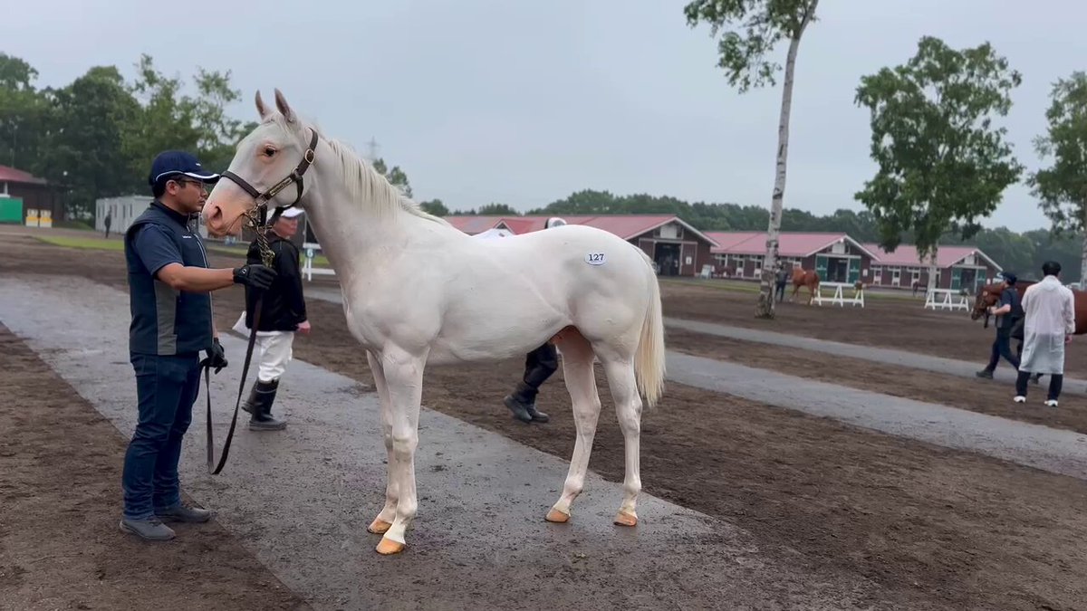 極ウマ【日刊スポーツ】 | 菊花賞「仮想パドック②」 出走馬の馬