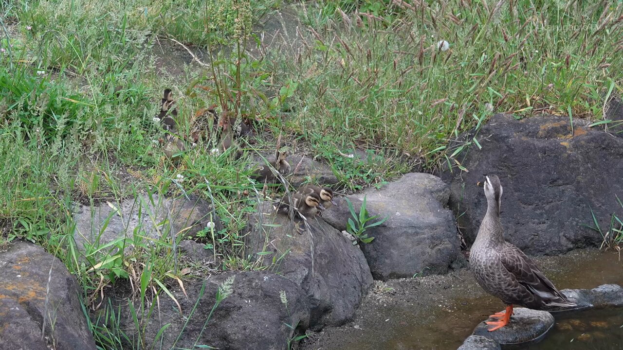 カルガモの親子専用ページ 木のおもちゃ カルガモの親子 おもちゃ・人形 Picas an 通販