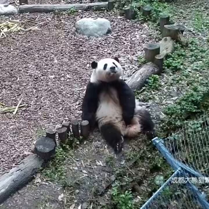 うたた寝パンダ パンダの穴 ZooZooZoo 第1弾 もうしら寝 全6種 | LINEブランド
