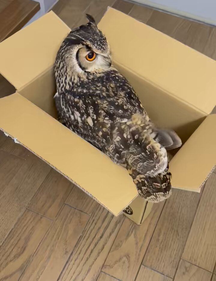 ホンドフクロウ | 動物図鑑 | ZFC.jp