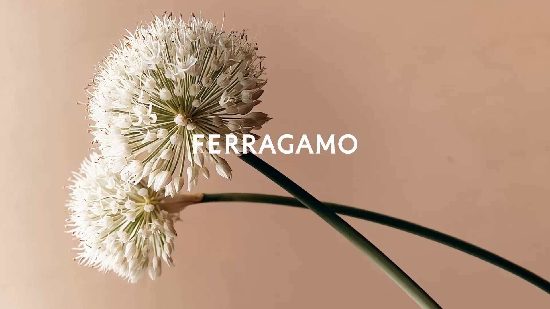 FERRAGAMO JAPAN (@FerragamoJP) / X