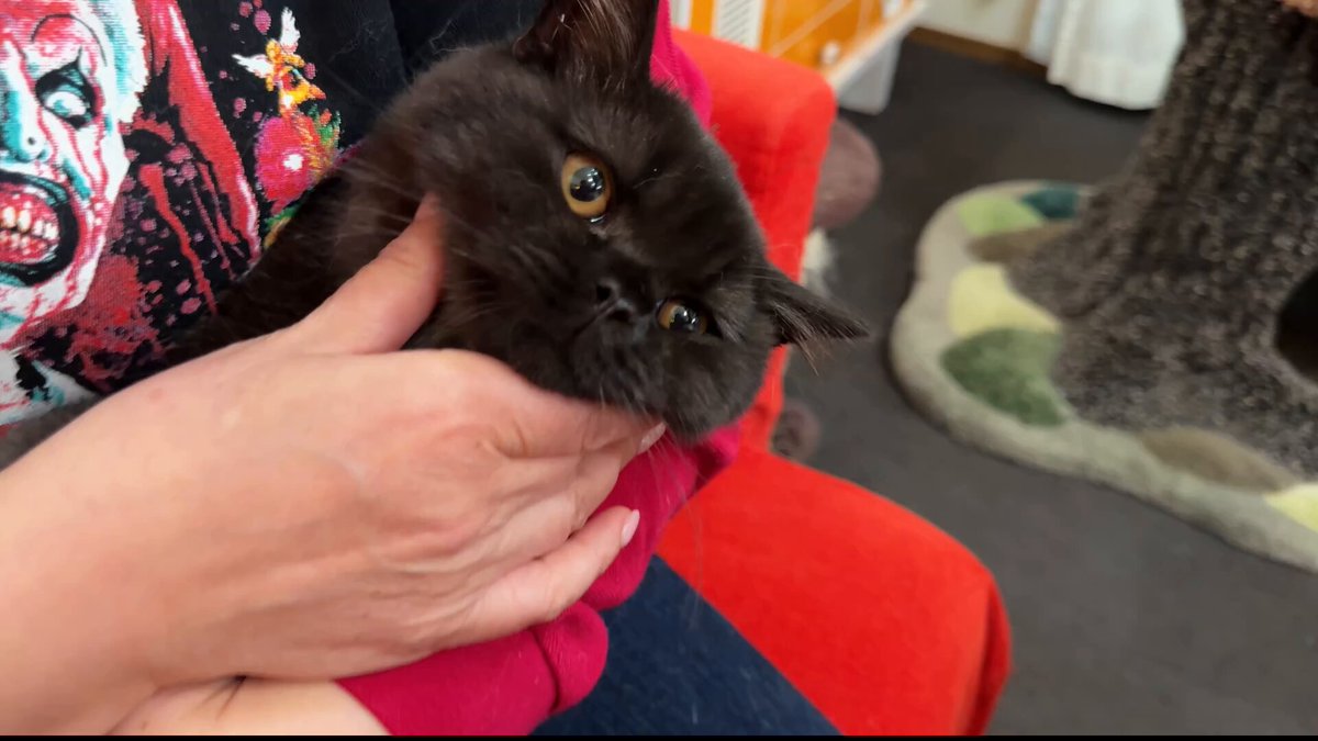 猫柴です。 A4トートバッグ 柴犬 しばたさん 嫌です 和柄 No.IS-284-136