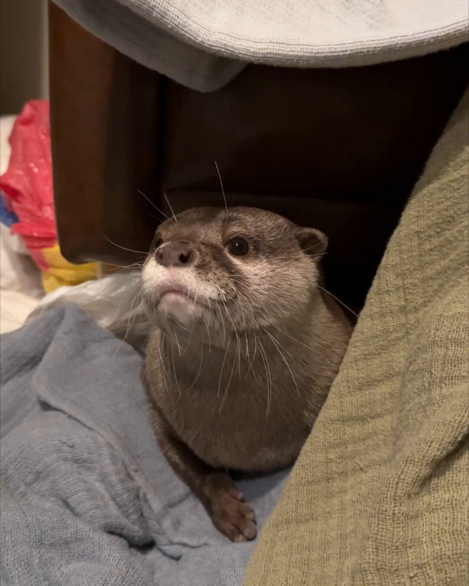 ウッドロースッール カワウソ