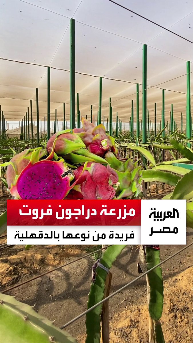 مزرعة فريدة من نوعها لزراعة الدراجون فروت والثمار الاستوائية في الدقهلية ومالكها: فاكهة فوائدها الصحية والاقتصادية عظيمة _مصر