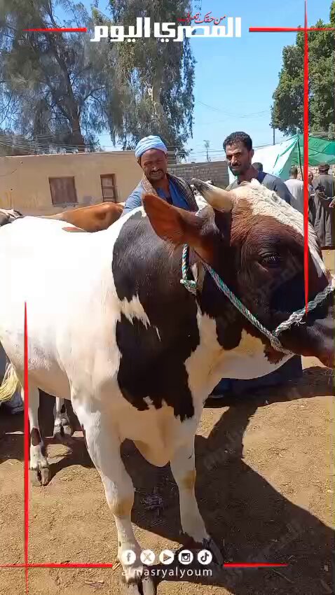 «عد الأسنان وفحص الجلد».. جولة داخل أسواق المواشي بأسيوط لاختيار الأضحية السليمة. تصوير: صهيب حمزاوي