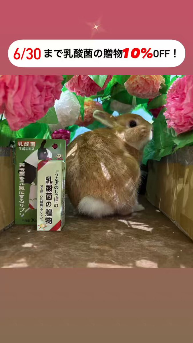 うさぎのしっぽ