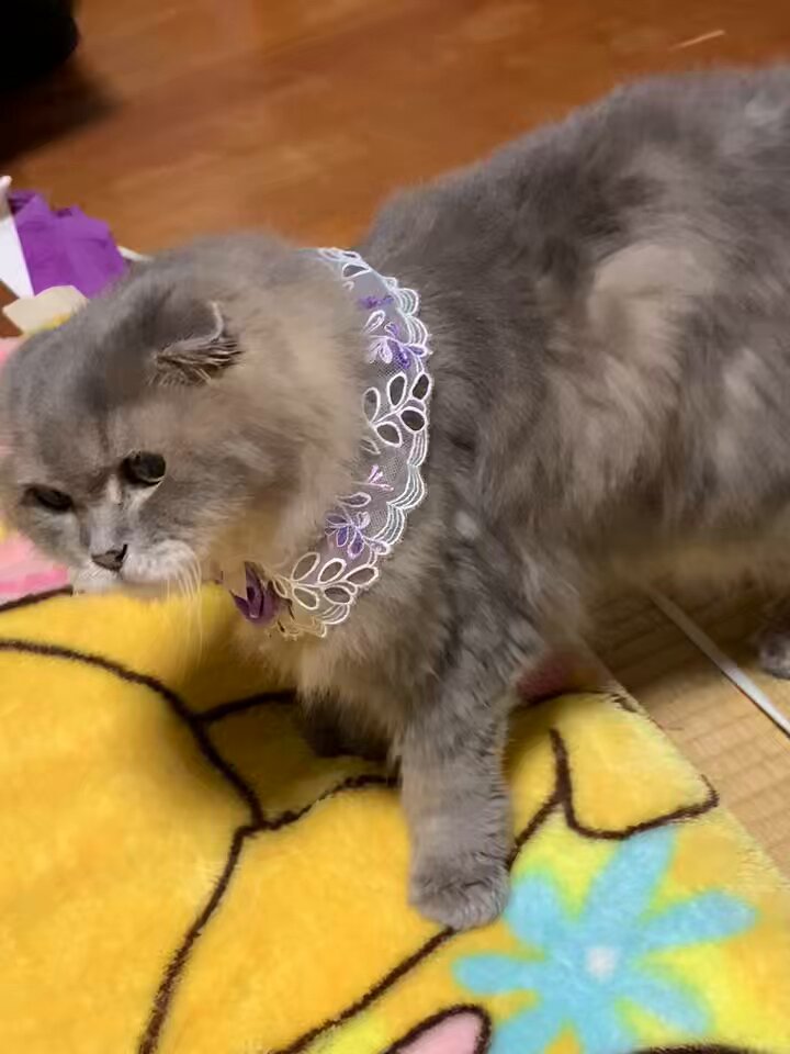 🐈kiraramama🐈❤️🐹 (@raramama07301) / Posts / X