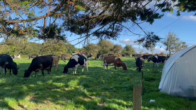 Image for the Tweet beginning: #WorldMilkDay  @Drinaghagri  @CarberyGroup