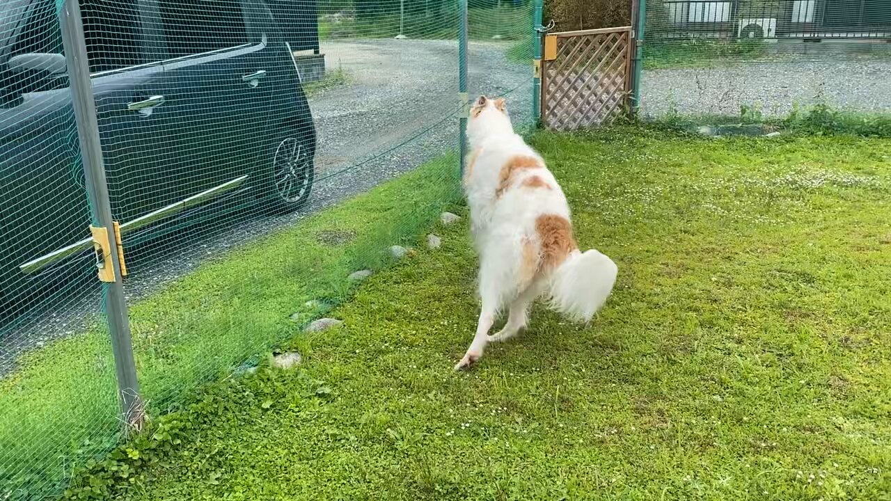 ボルゾイの事典 ― 性格、飼育、沿革、繁殖まですべてがわかる