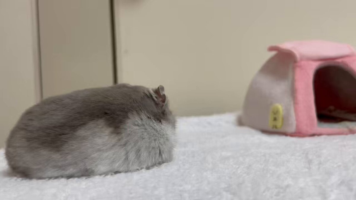 めめちゃん - Search / X