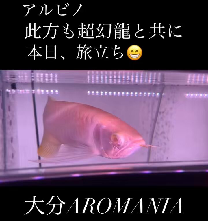 神龍 超幻龍 アロワナ