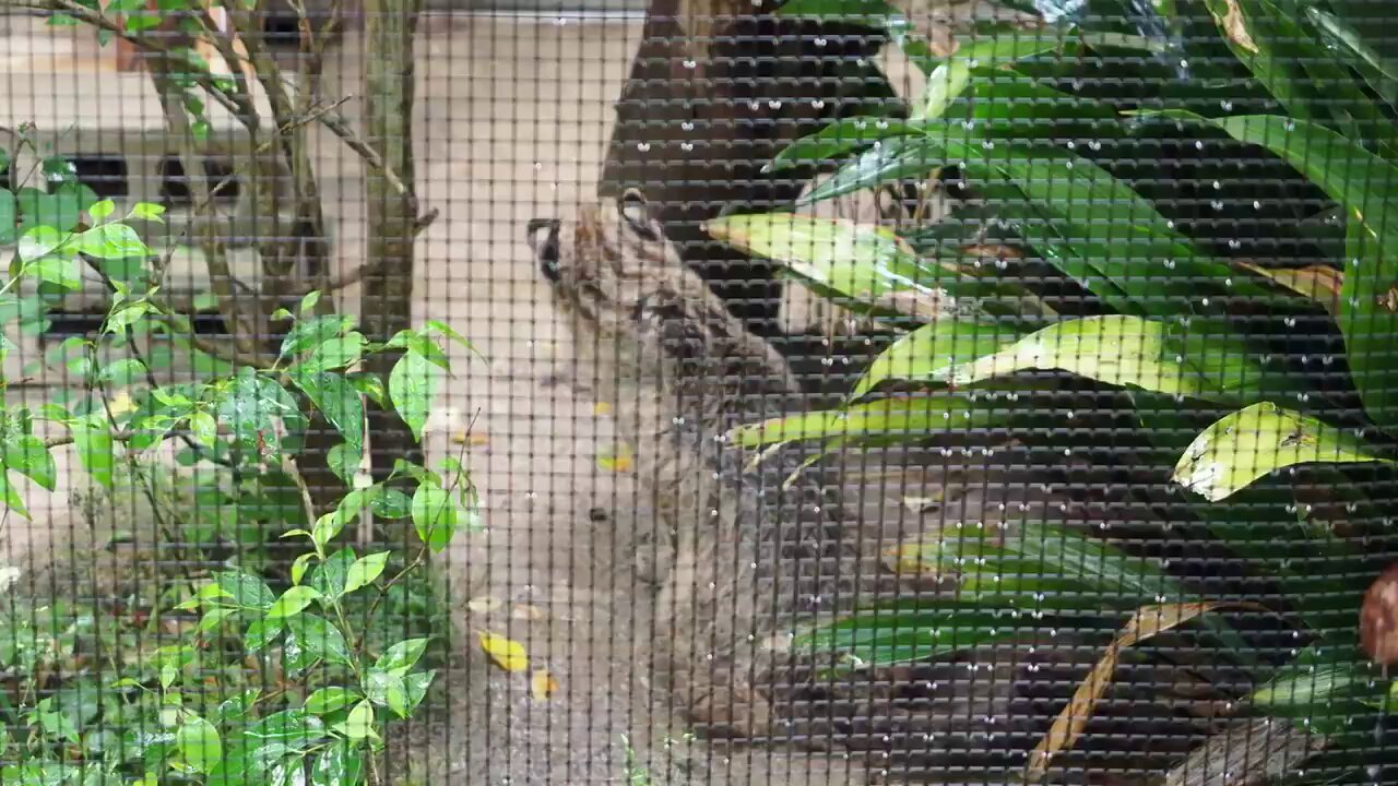 京都市動物園（公式） on X: 