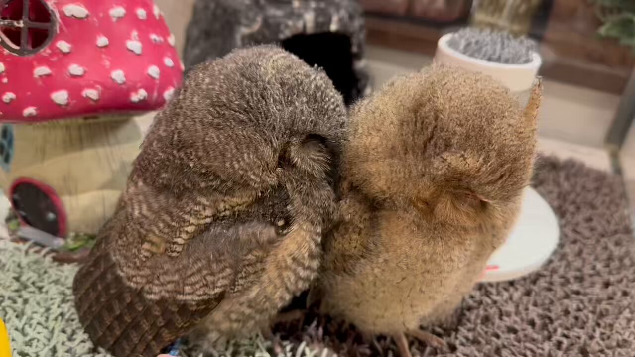 猫のお雛様　ねこ陶雛【大】立ち雛　♡m(=✧ω✧=)m♡ 開花猫雛 親王」 ちりめん 雛人形/ひな人形 お雛様/おひな様