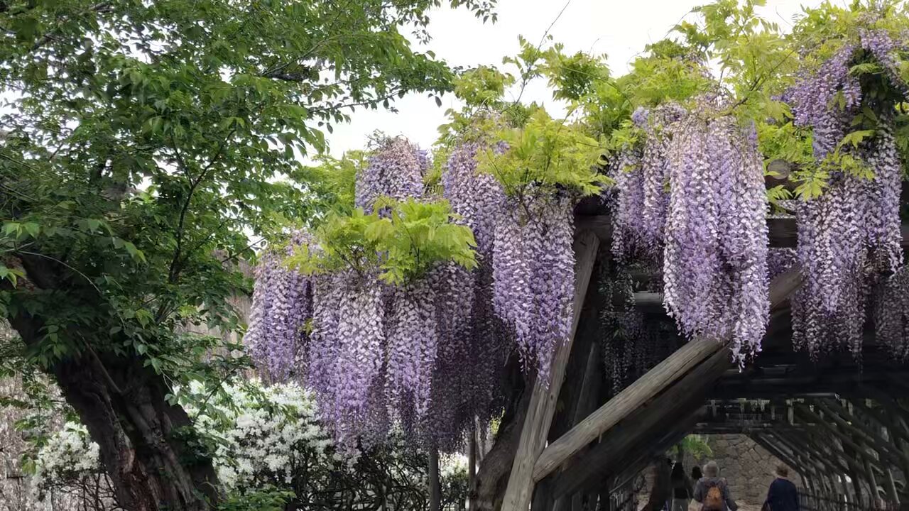 藤の花 - Search / X