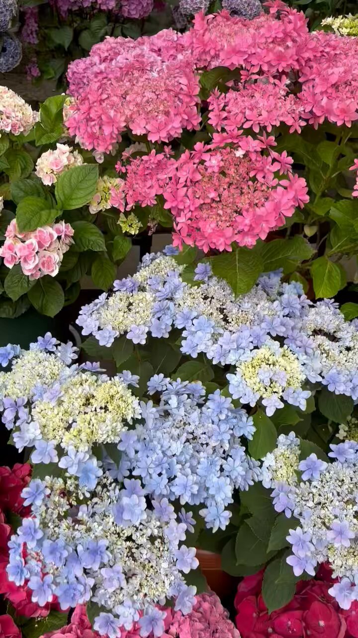 紫陽花プロフ見てください^^* 紫陽花 - Search / X