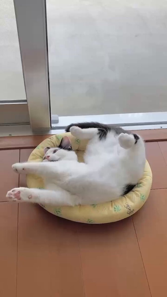 猫のことり (@nekonokotori__) / X