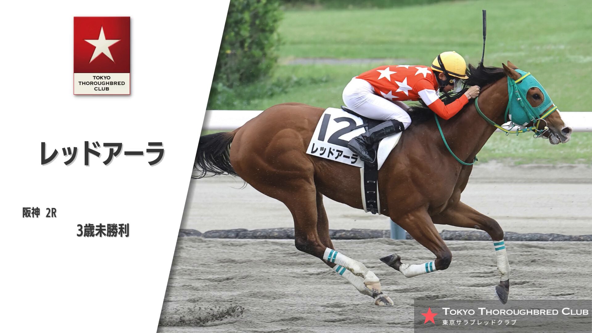 競走馬　THE VICTORY PLATINUM サラブレッド　未開封 公式】東京サラブレッドクラブ on X: 