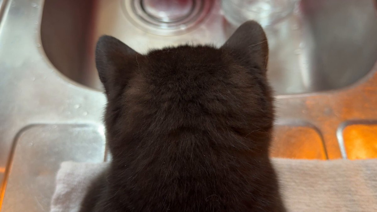 猫は液体 on X: 