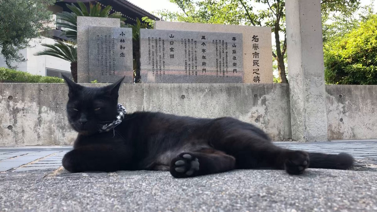 黒猫トニー | 2024.10.3 トニーの左目の上に小さなハゲが