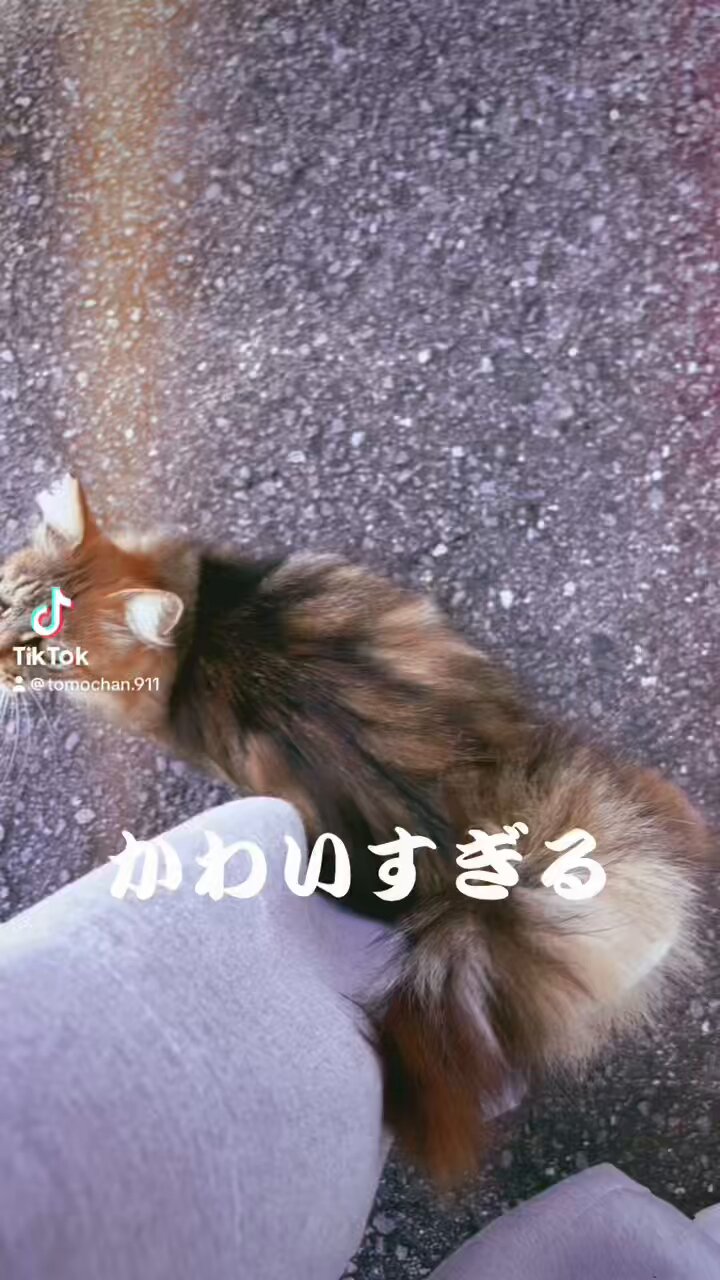 ともちゃん (@tomochan_911) / X
