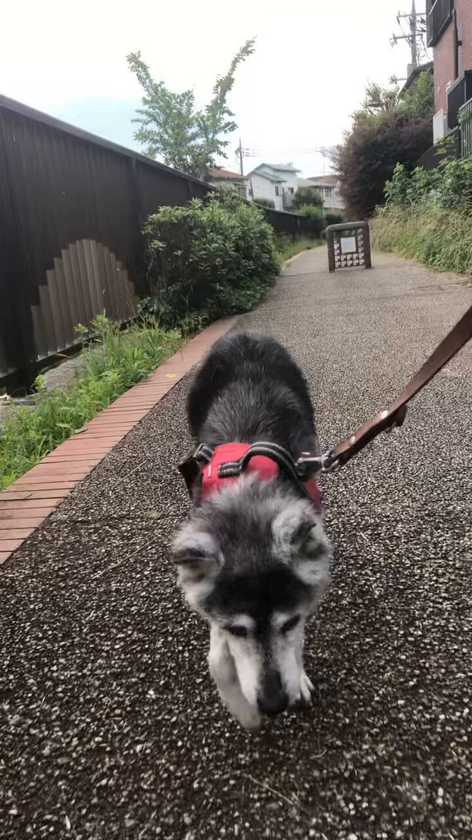 小さすぎて“ドキドキ”だった柴の子犬→出会いから半年後の