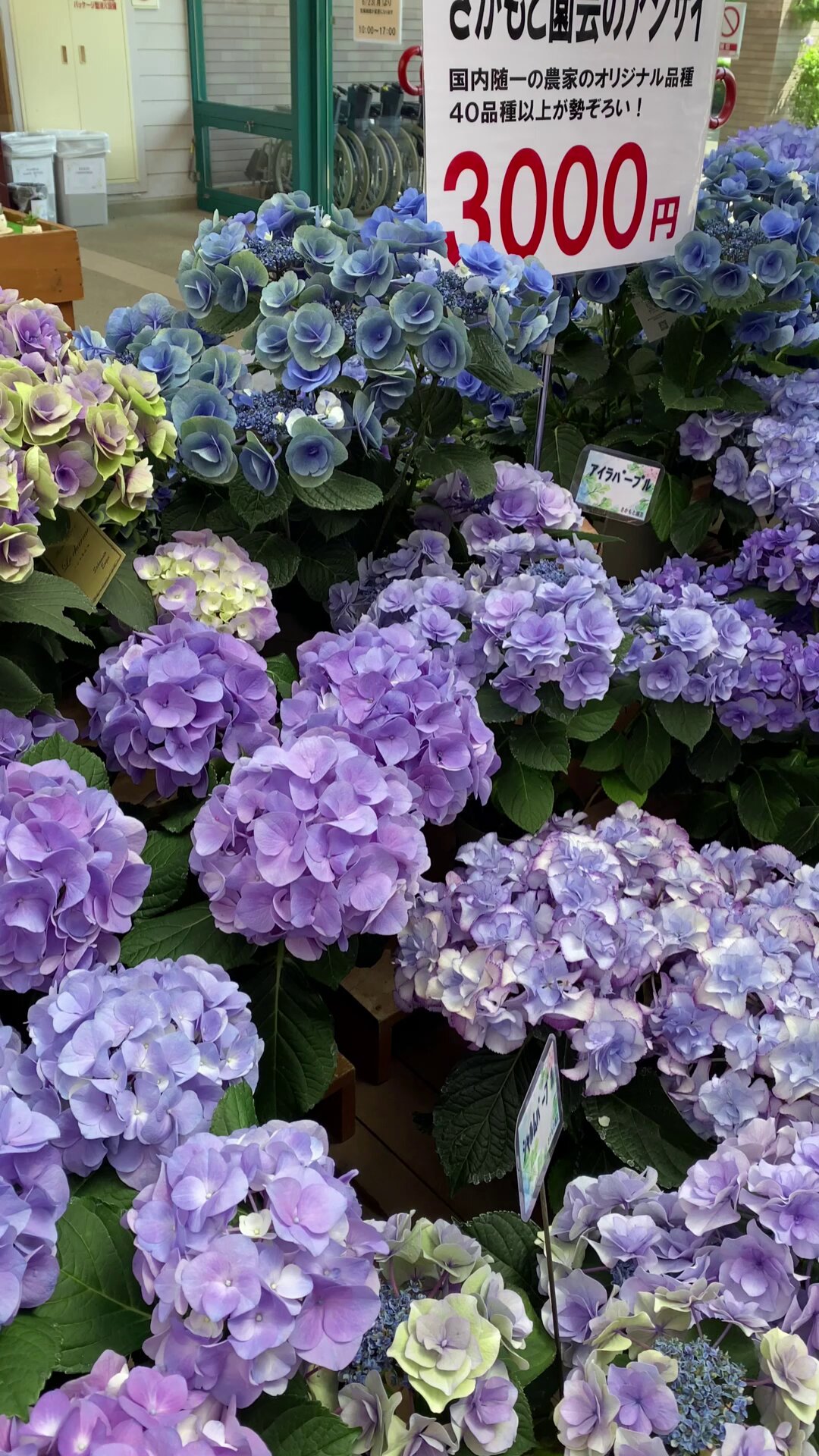 あしかがフラワーパーク【公式】 on X: 