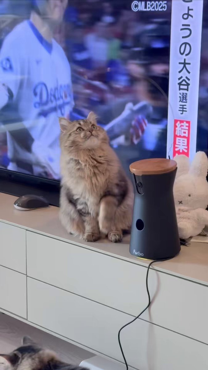 新しいオモチャ出してからずっとこれ😹