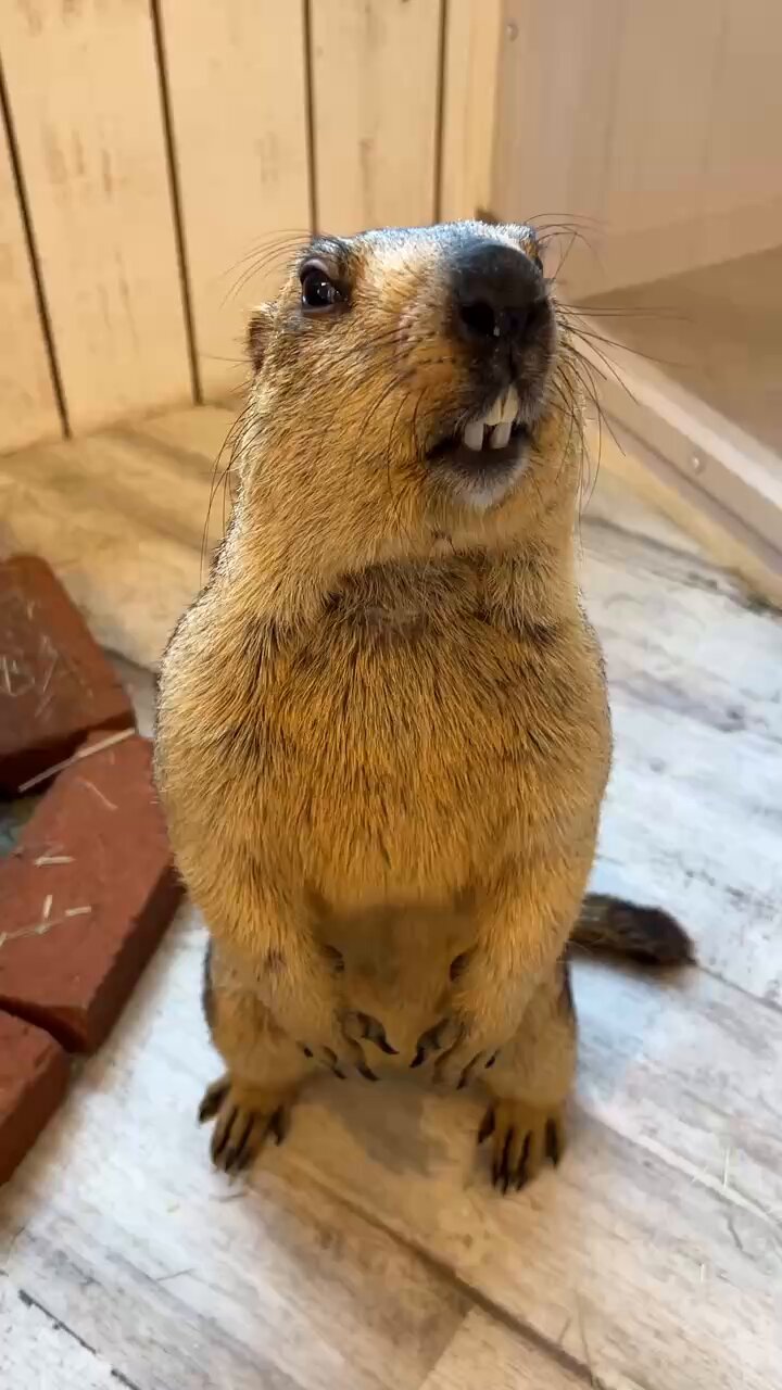 マーモット村 東京 on X: 