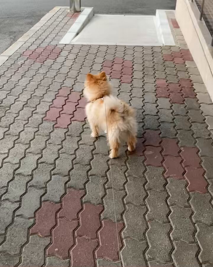 ポメラニアンこまめ (@gfPaOgtThRvy6QP) / Posts / X