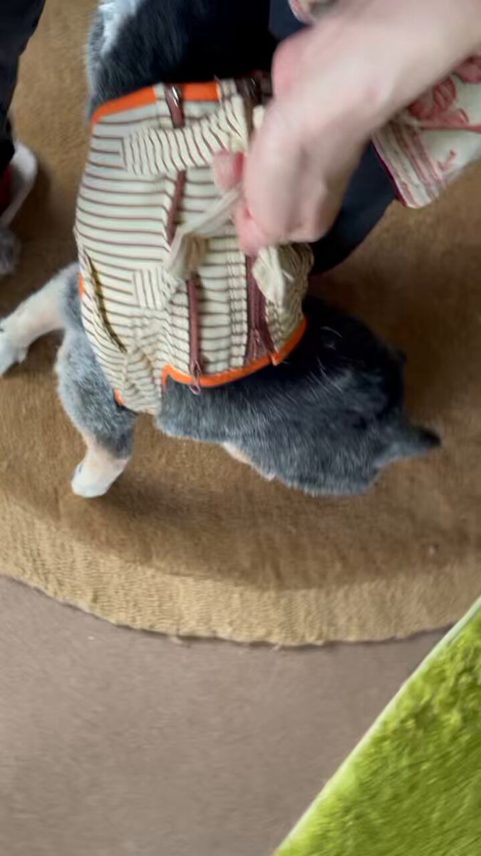 たぬ吉 (@manmaru063061) / Posts / X