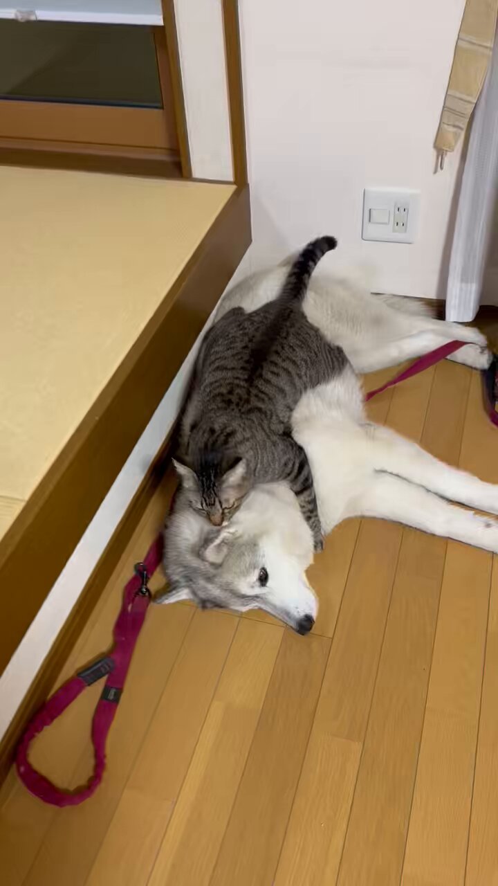 かもしか on X: 