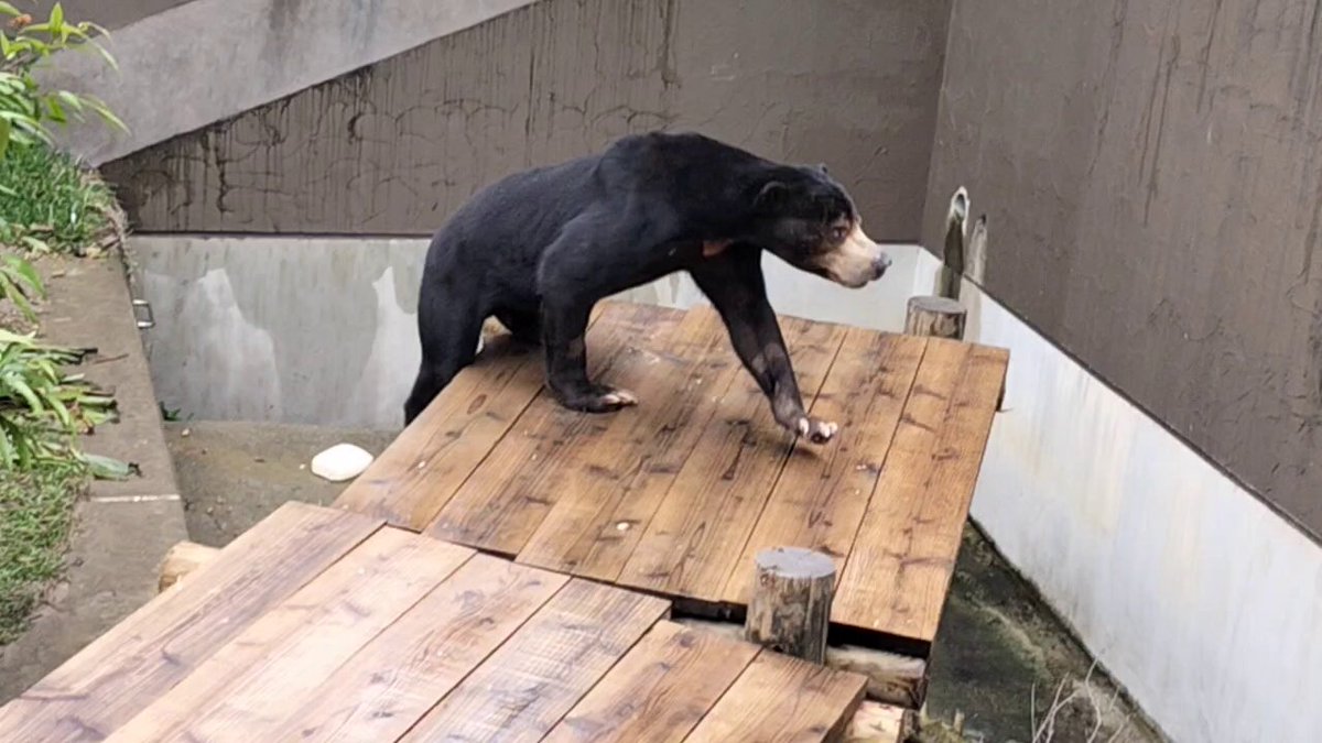 森の中の動物園 shimauma on X: 