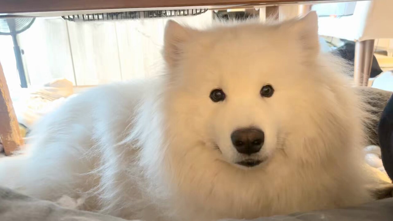 サモエド　samoyed ファーコート Samoyed Madam fur coat サモエド マダムファーコートの通販 by