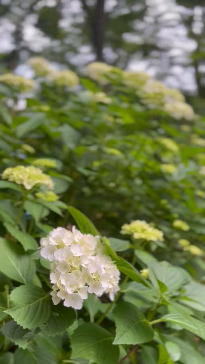Hydrangea-paniculata-Rensun-PP