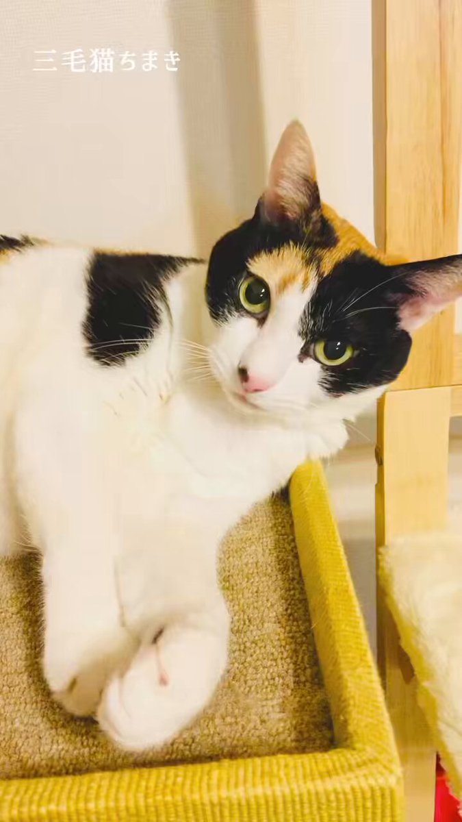 食べちゃう　(三毛猫) 椅子の上でメシ催促 #kiyoko #三毛猫 #三毛猫部 #cat