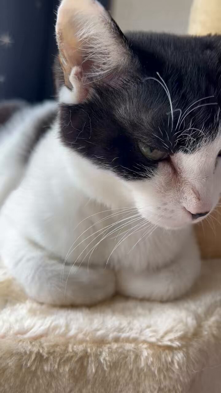 猫まっしぐら特製ステッカー まっしぐら（ねこまっしぐら